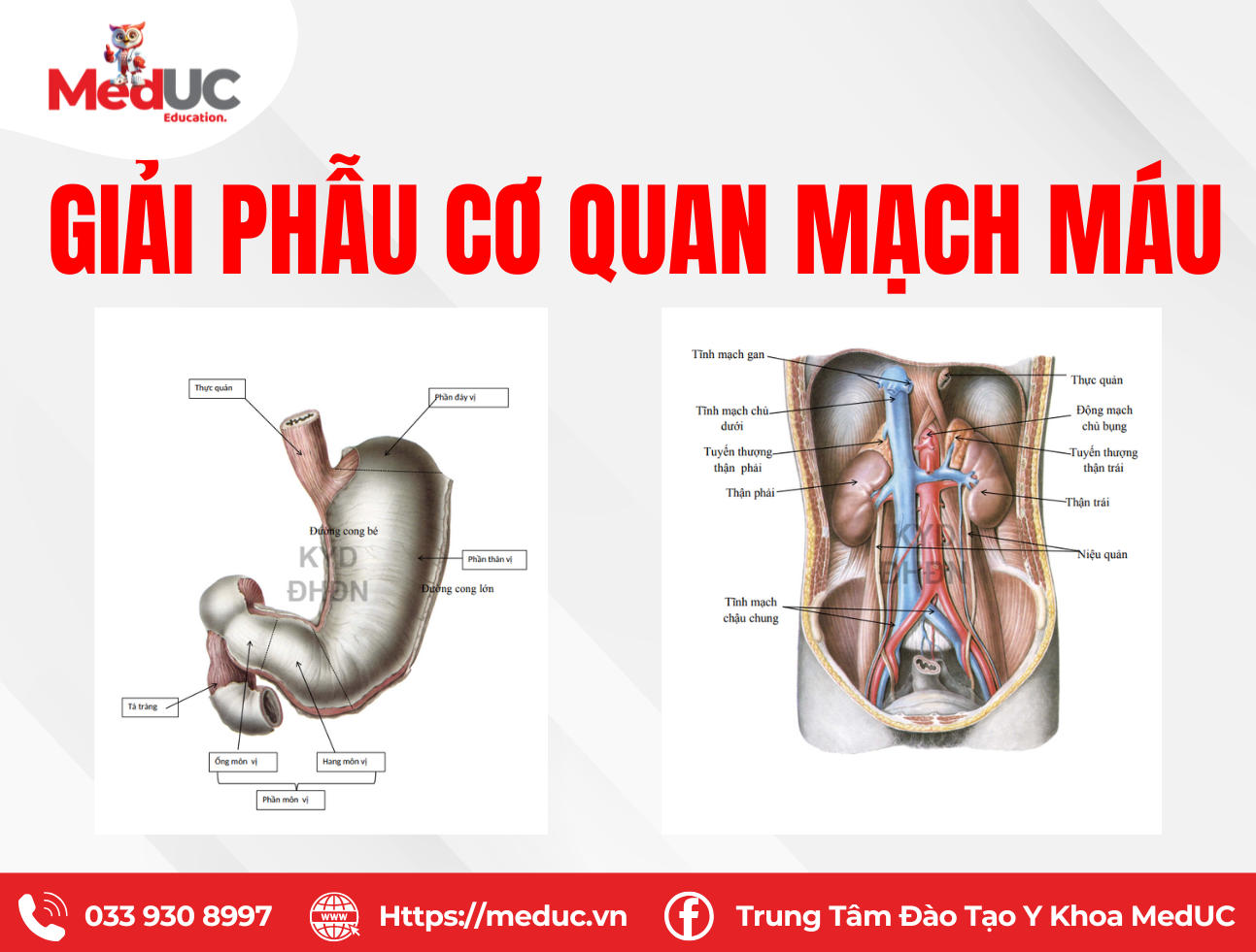 B&agrave;i tập h&igrave;nh ảnh giải phẫu c&aacute;c cơ quan v&agrave; mạch m&aacute;u