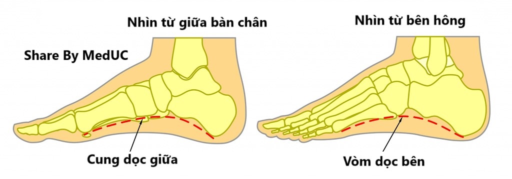 giai-phau-cac-vom-cua-ban-chan