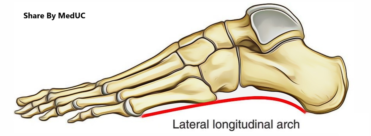 giai-phau-cac-vom-cua-ban-chan