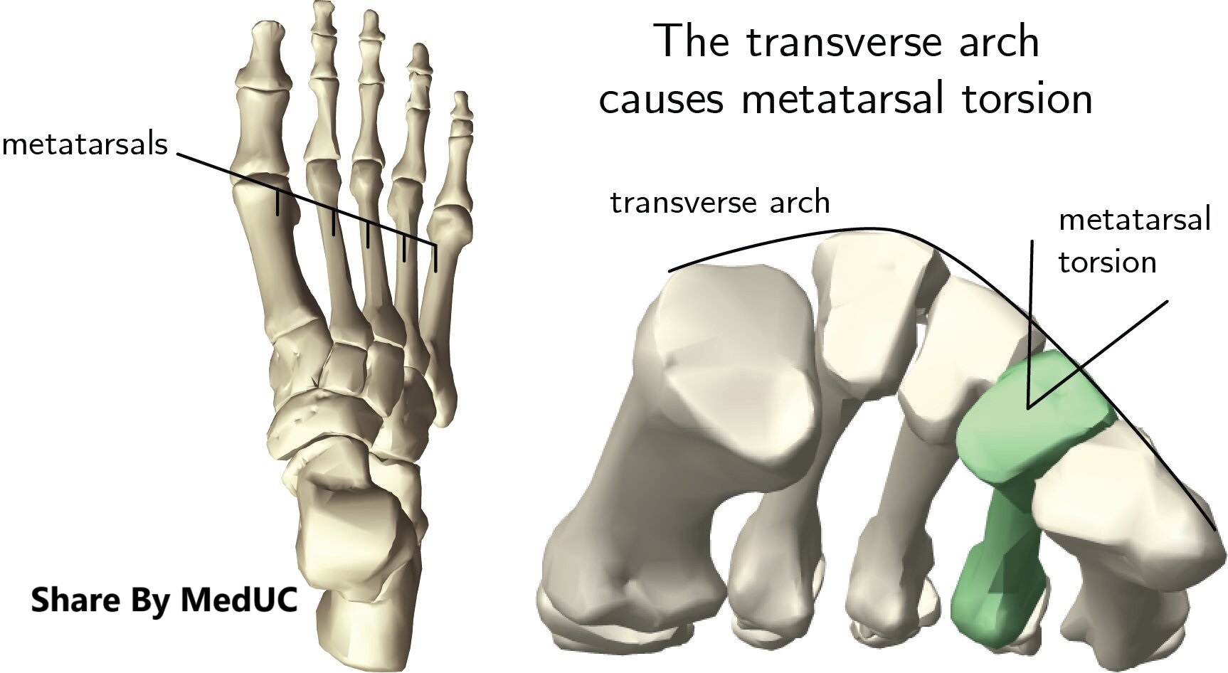 giai-phau-cac-vom-cua-ban-chan
