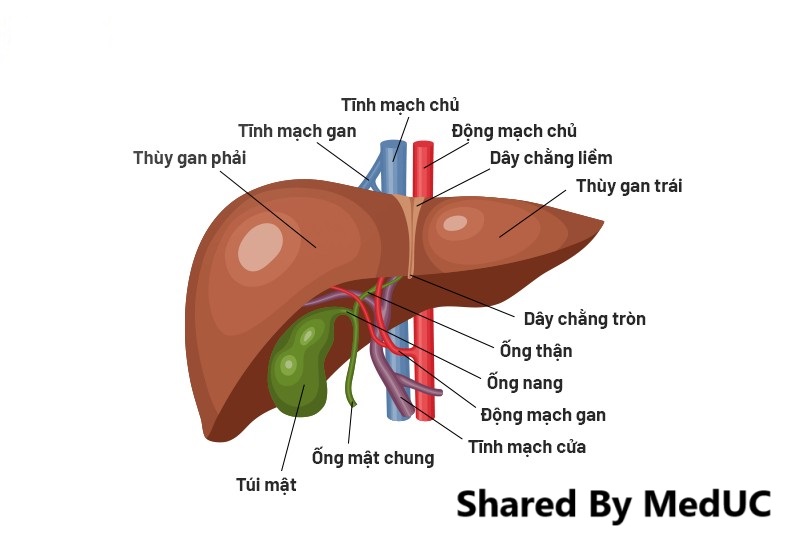 giai-phau-he tinh-mach-cua (3)