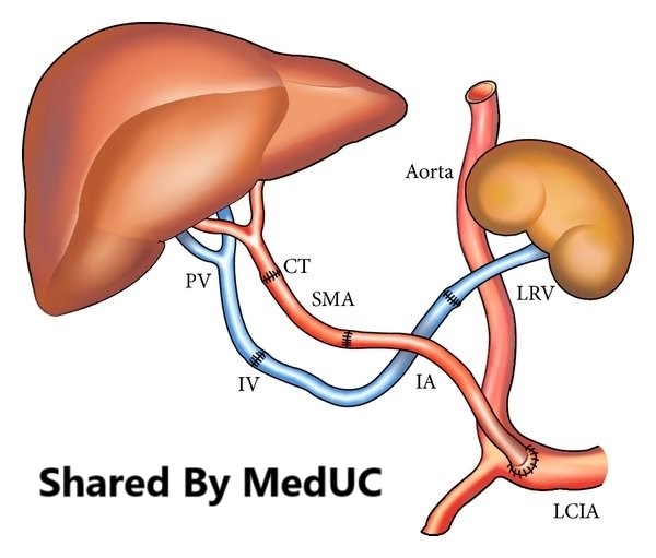 giai-phau-he tinh-mach-cua