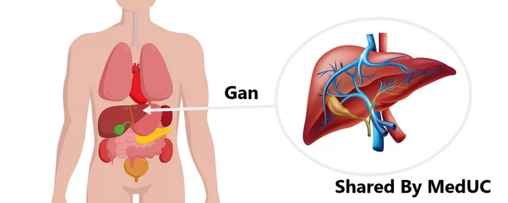 giai-phau-he tinh-mach-cua