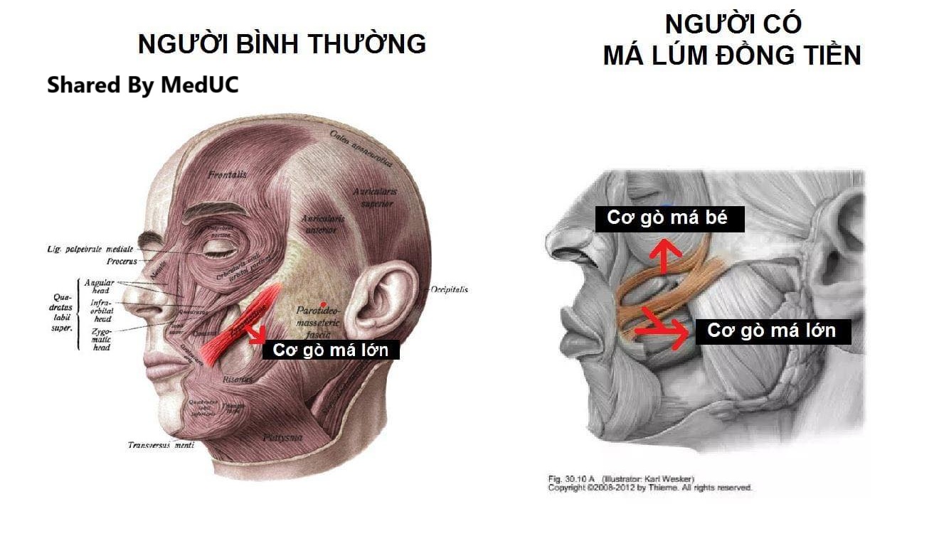 ma-lum-dong-tien-duoi-goc-nhin-giai-phau-hoc-bi-an-net-duyen-tu-co-mat