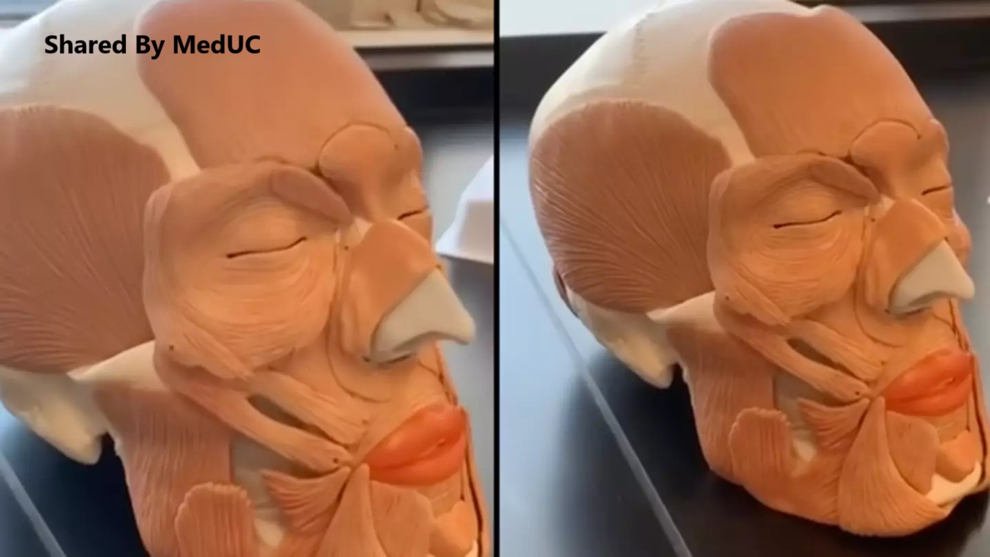 ma-lum-dong-tien-duoi-goc-nhin-giai-phau-hoc-bi-an-net-duyen-tu-co-mat