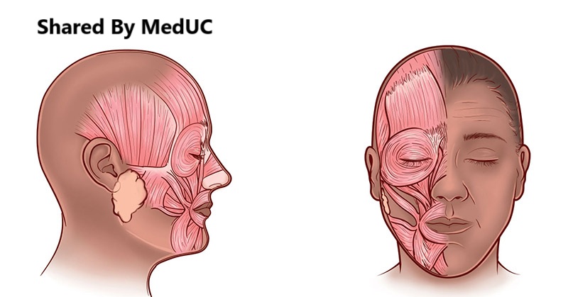 ma-lum-dong-tien-duoi-goc-nhin-giai-phau-hoc-bi-an-net-duyen-tu-co-mat