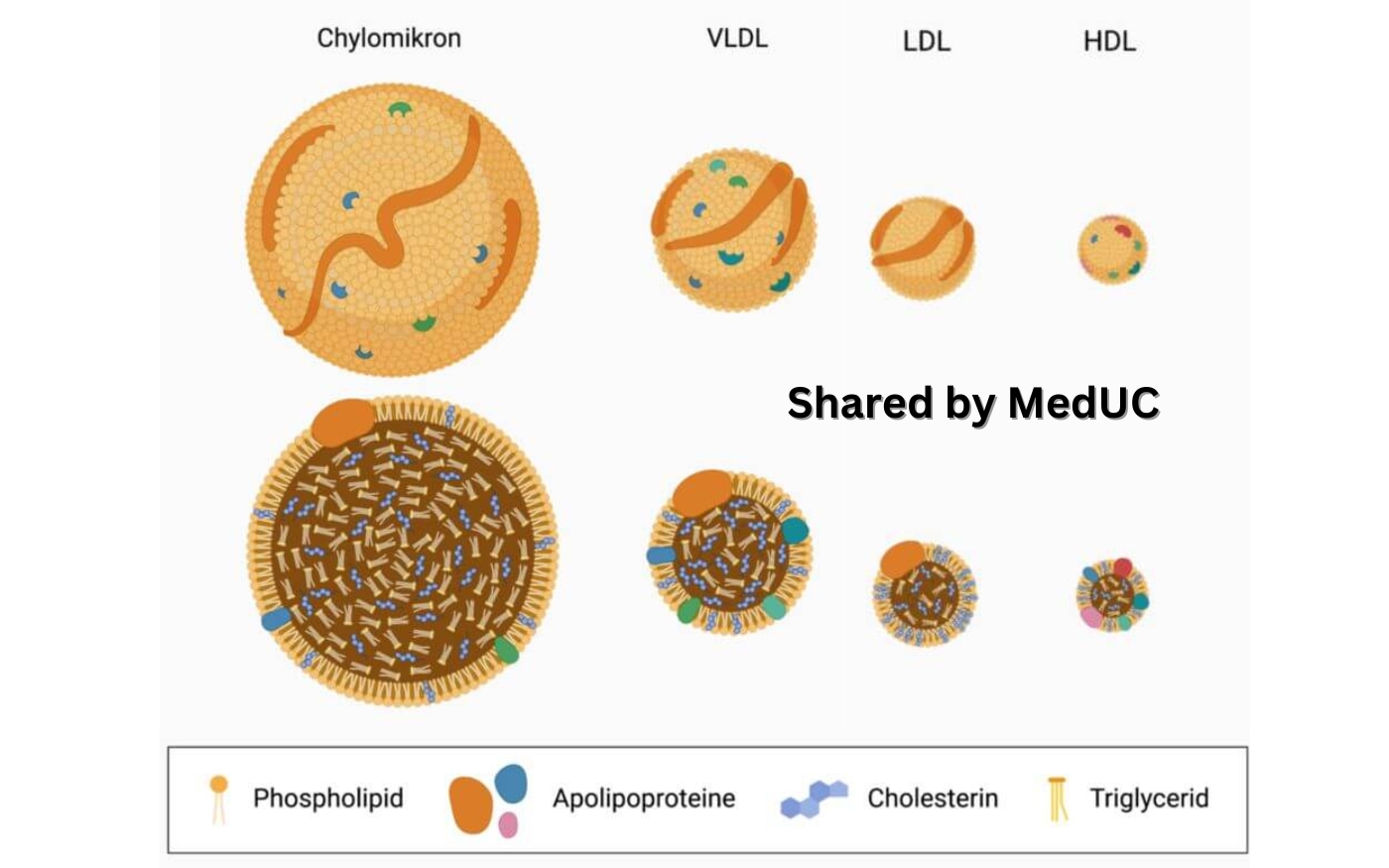 lipoprotein-chuc-nang-bao-ve-trai-tim-va-vai-tro-trong-dieu-tri-tim-mach