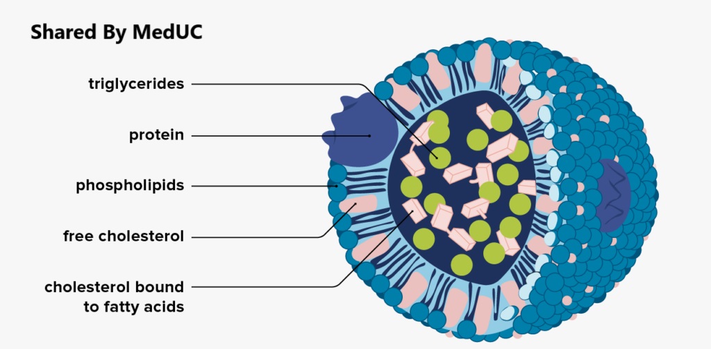 lipoprotein-chuc-nang-bao-ve-trai-tim-va-vai-tro-trong-dieu-tri-tim-mach