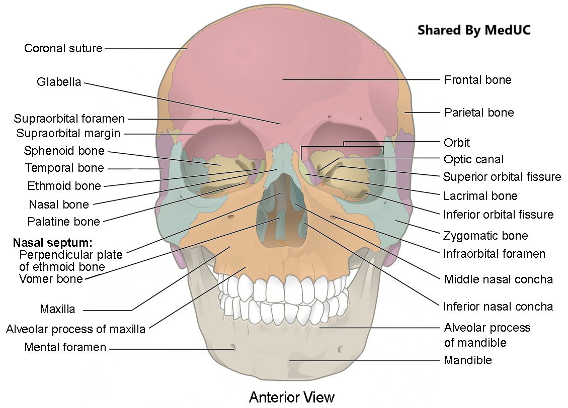 giai-phau-nen-so-nut-giao-thong-quan-trong-cua-nao-bo