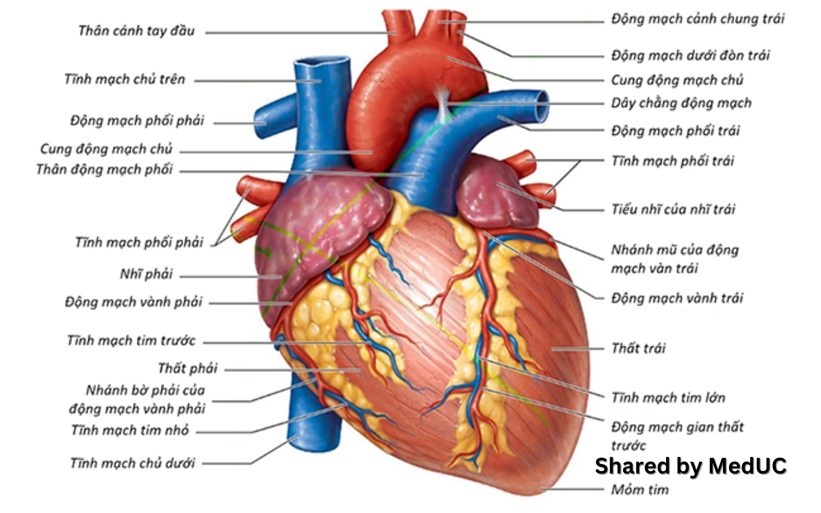 cach-hoc-tot-mon-giai-phau-3