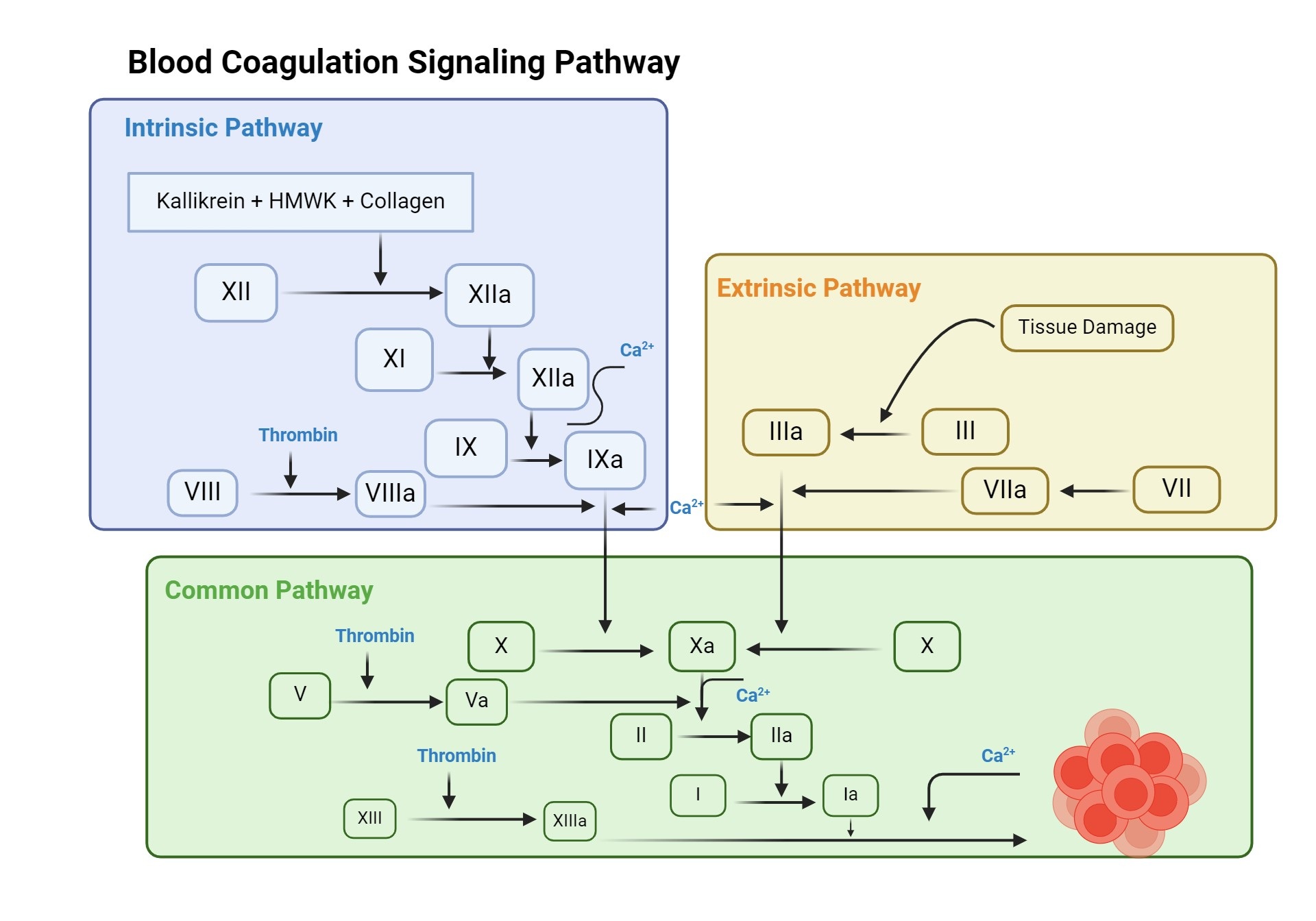 con-duong-dong-mau-noi-sinh-va-ngoai-sinh