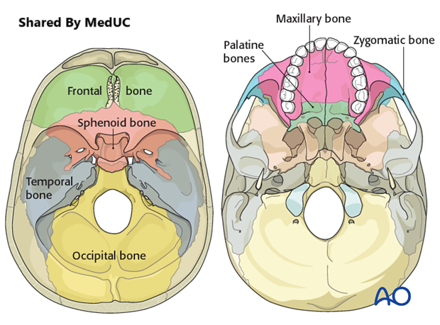 giai-phau-nen-so-nut-giao-thong-quan-trong-cua-nao-bo
