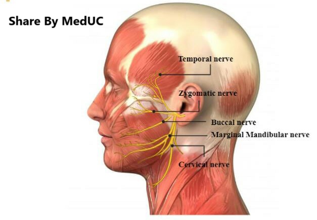 mach-ban-meo-nho-de-dang-cac-nhanh-cua-than-kinh-mat-vii