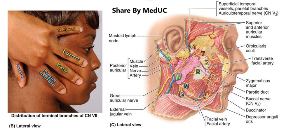 mach-ban-meo-nho-de-dang-cac-nhanh-cua-than-kinh-mat-vii