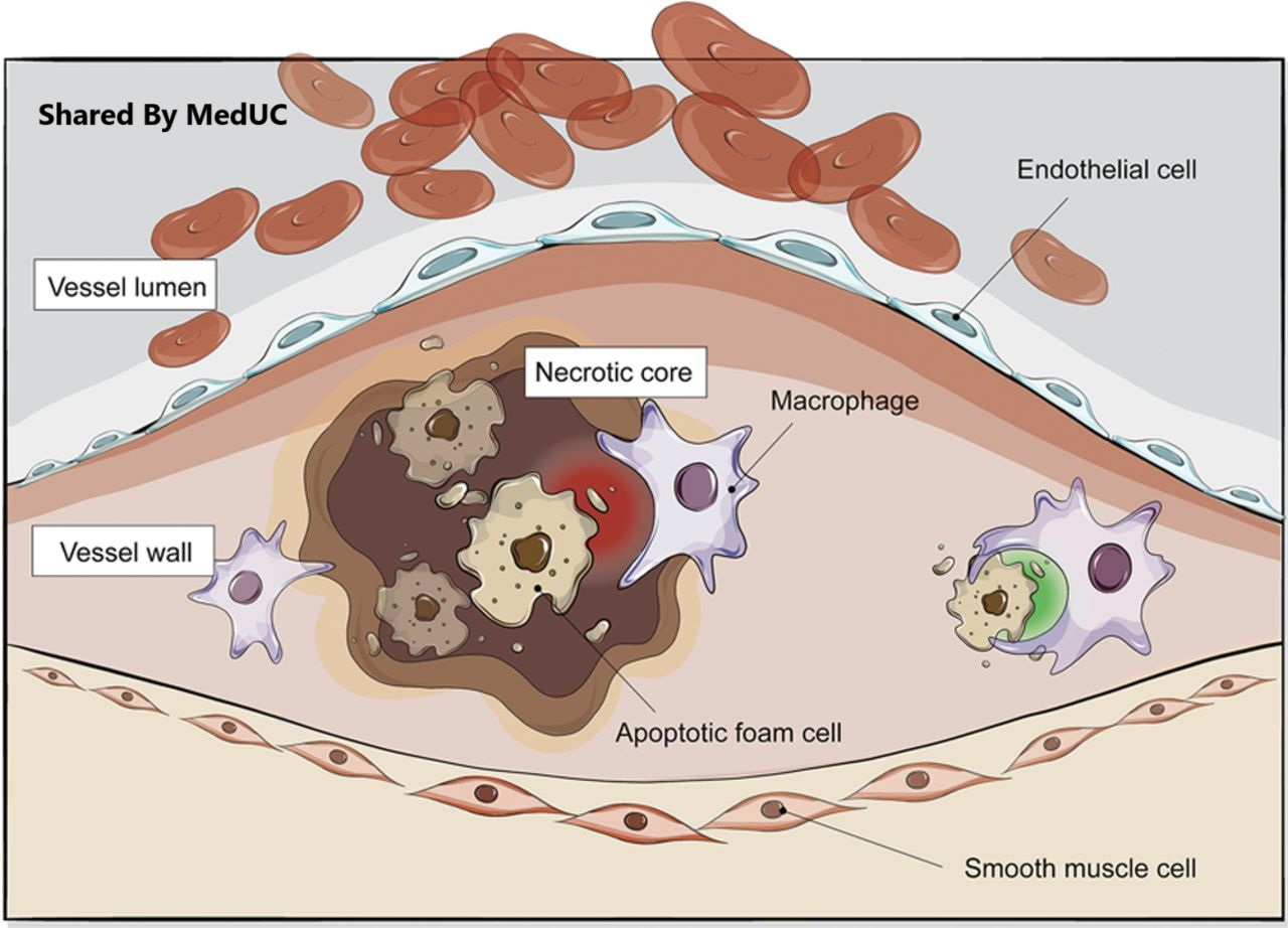 mang-xo-vua-dong-mach-duoi-goc-nhin-hoa-sinh