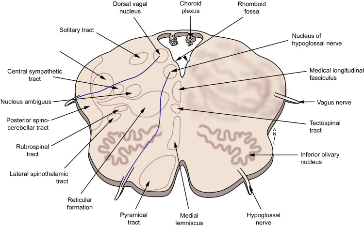 on-tap-giai-phau-than-nao-toan-dien-va-chi-tiet