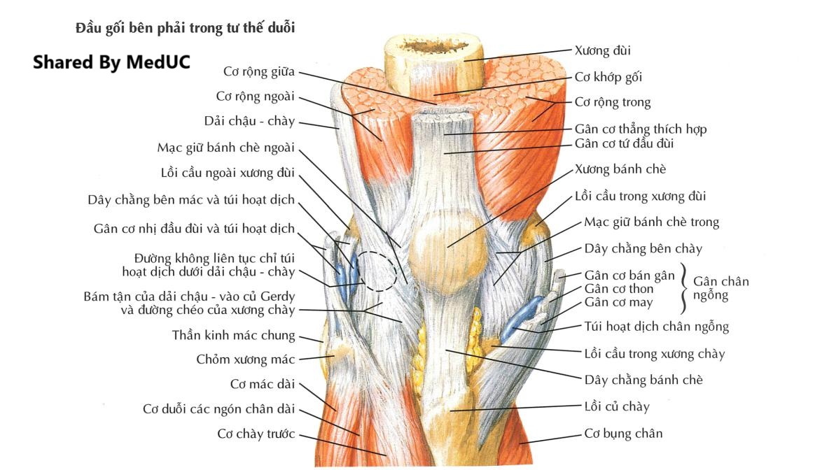 ung-dung-thuc-te-cua-giai-phau-trong-lam-sang-hoc