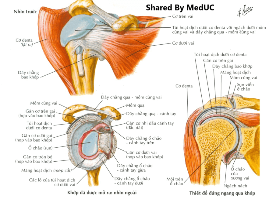 ung-dung-thuc-te-cua-giai-phau-trong-lam-sang-hoc