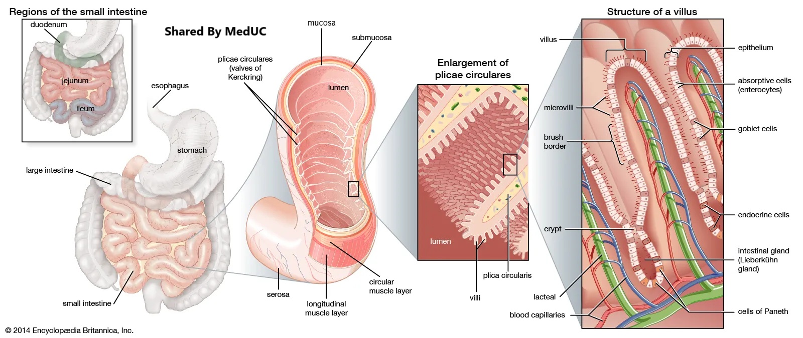 giai-ma-qua-trinh-tieu-hoa-duoi-goc-nhin-sinh-ly-hoc