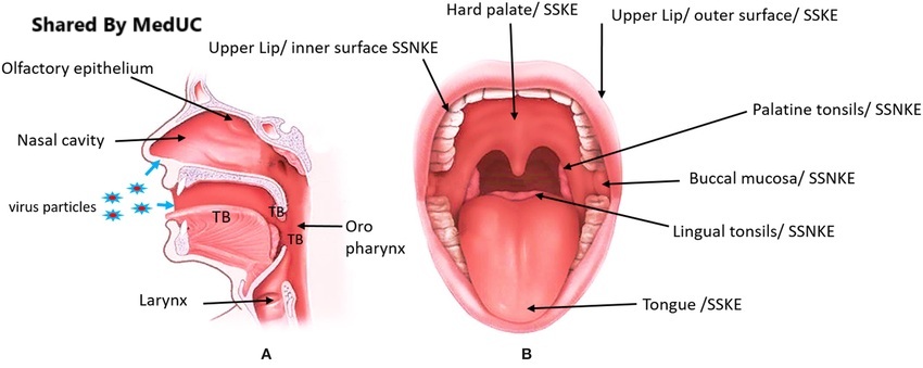 giai-ma-qua-trinh-tieu-hoa-duoi-goc-nhin-sinh-ly-hoc