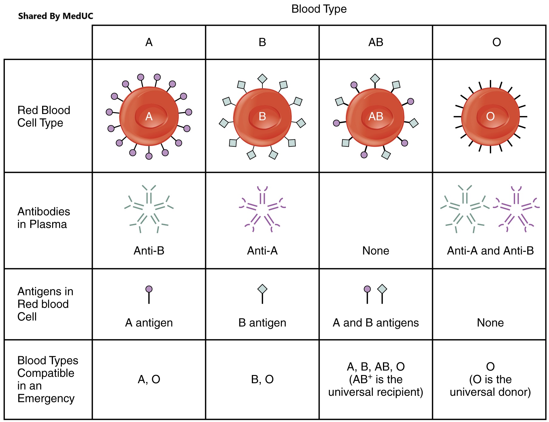 sinh-vien-y-khoa-xac-dinh-nhom-mau-bi-kip-di-lam-sang-hieu-qua