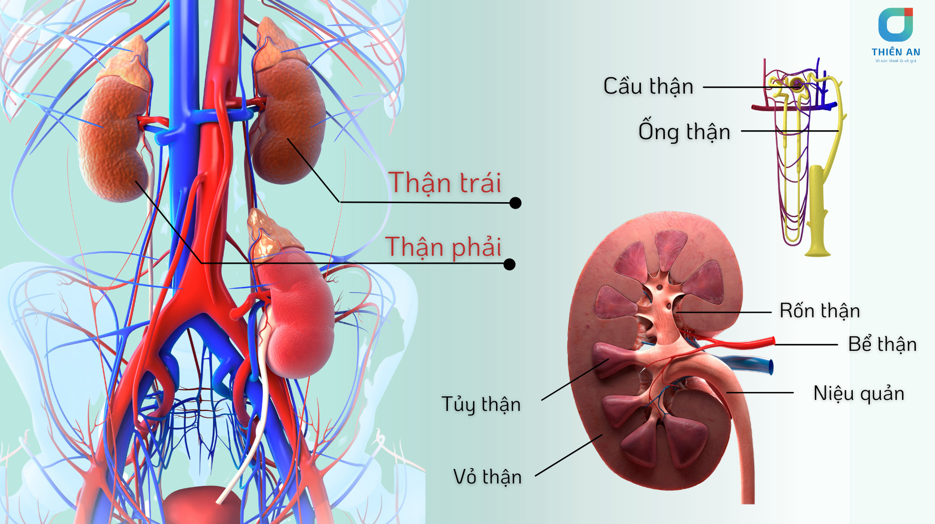 k&iacute;ch thước của thận