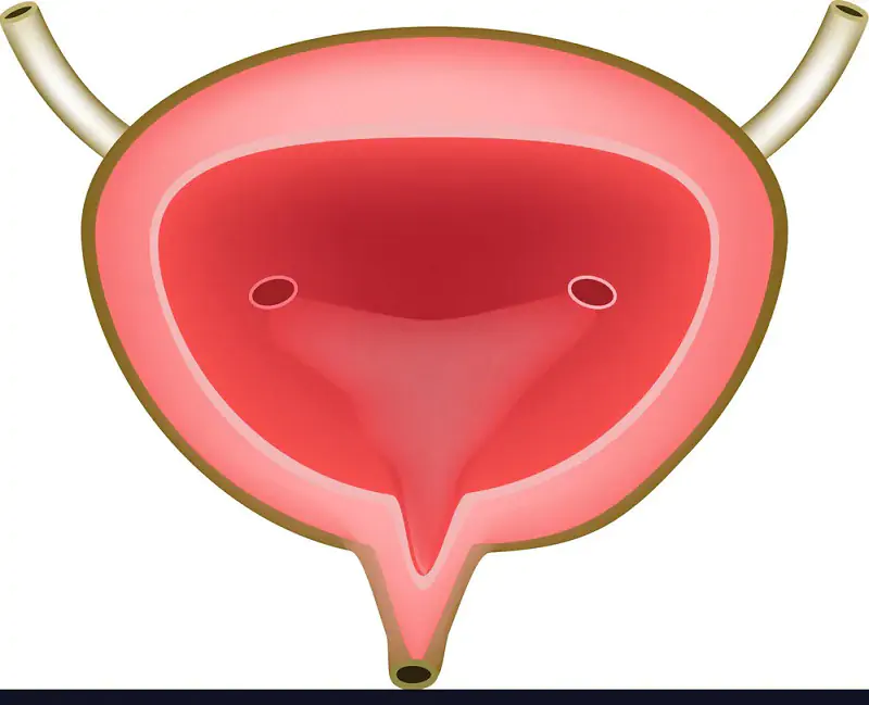 cấu tạo bàng quang