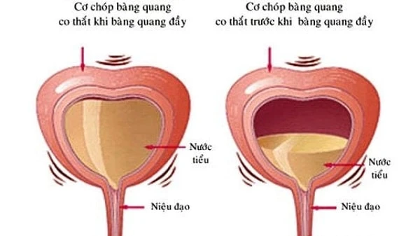 các chức năng của bàng quang