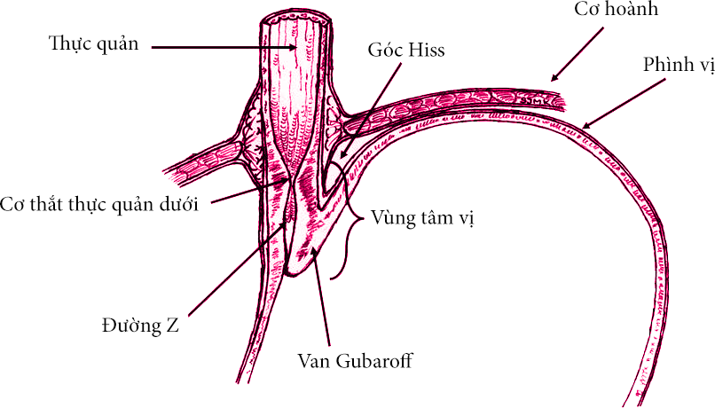 cơ thắt thực quản
