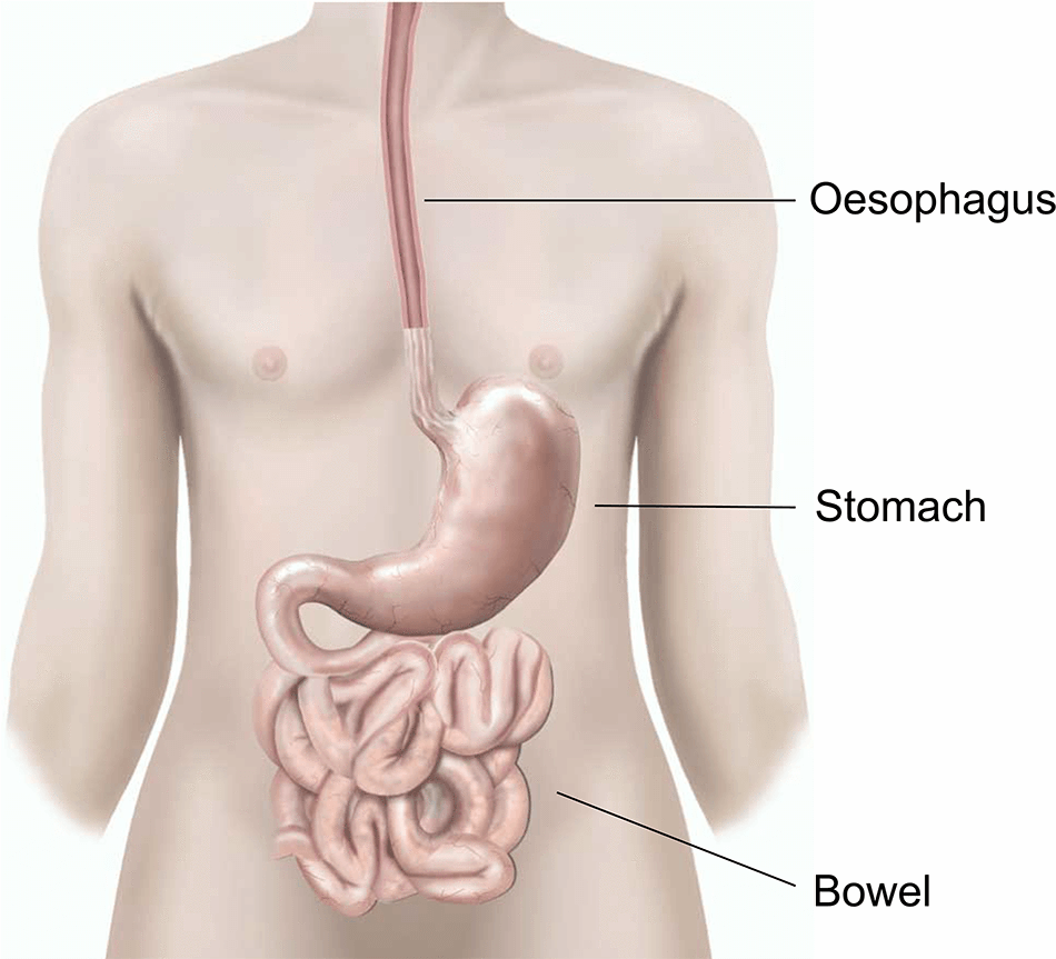 giải phẫu dạ dày