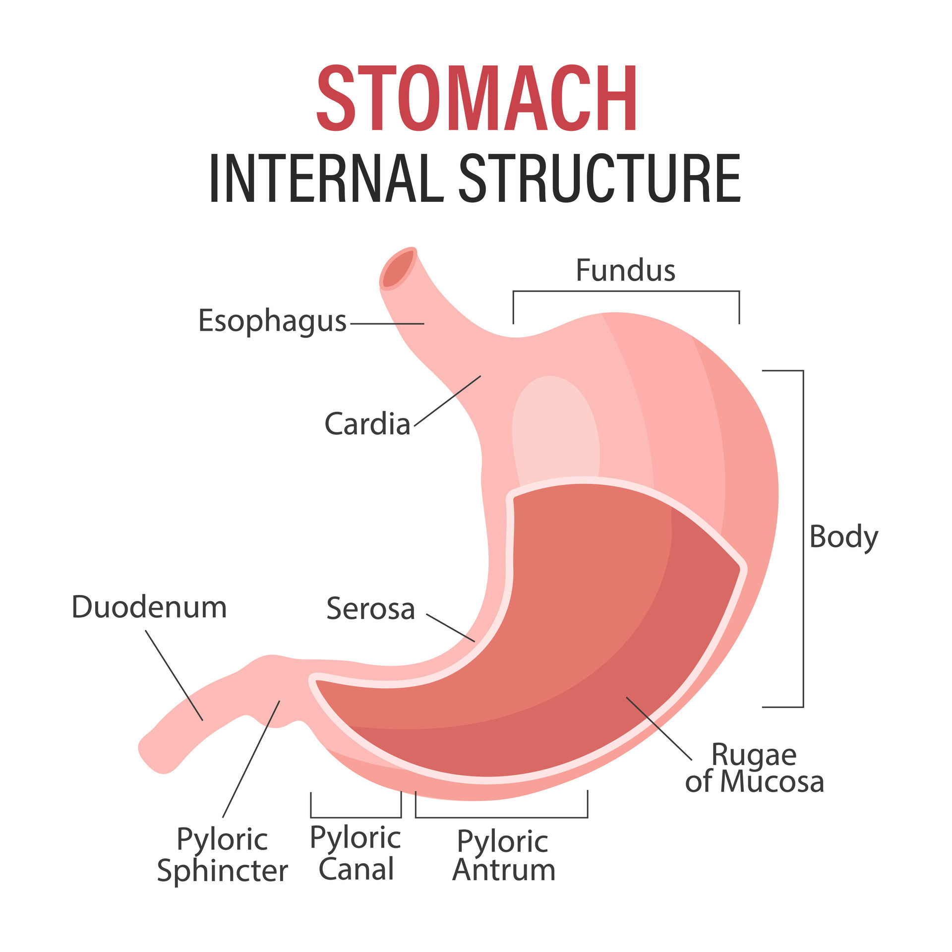 hình thể trong dạ dày