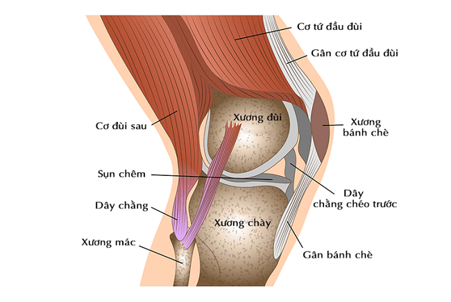 cấu tạo xương khớp gối