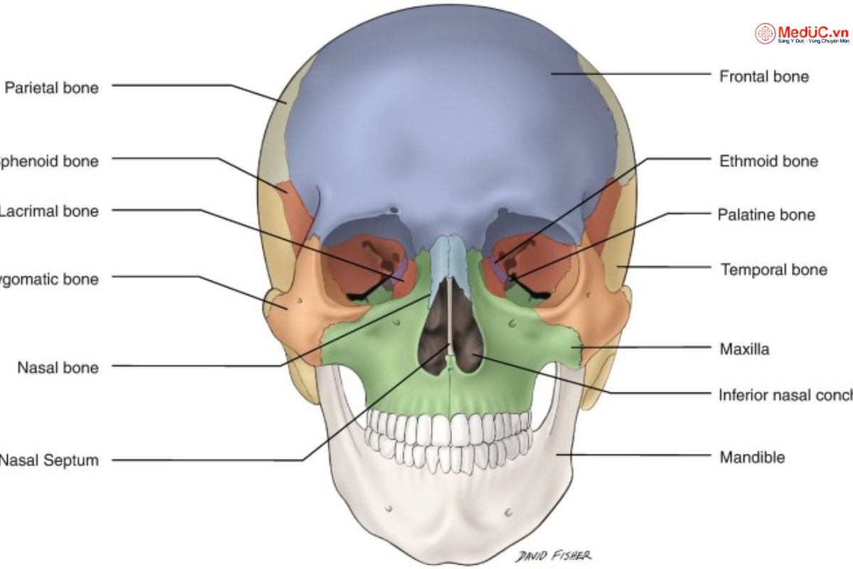 7. Kết Luận: Tầm Quan Trọng Của Xương Mặt Trong Sức Khỏe Và Cuộc Sống