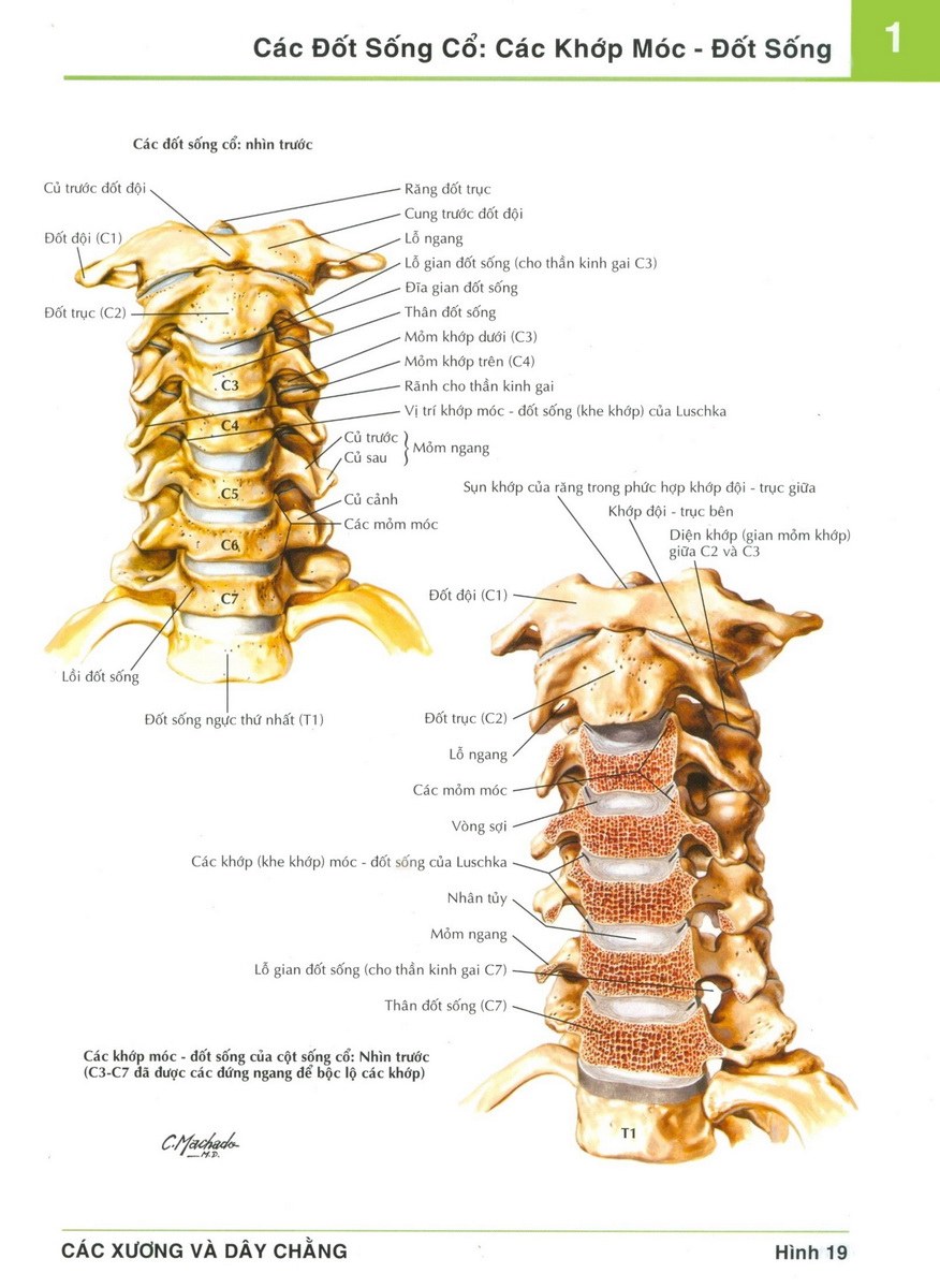 đặc điểm đốt sống cổ