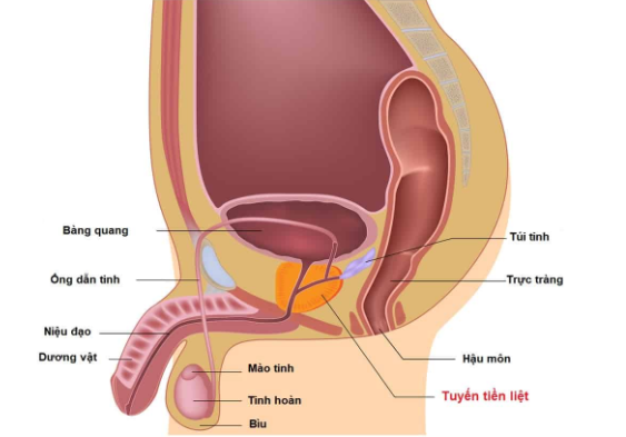 vai trò của tuyến tiền liệt