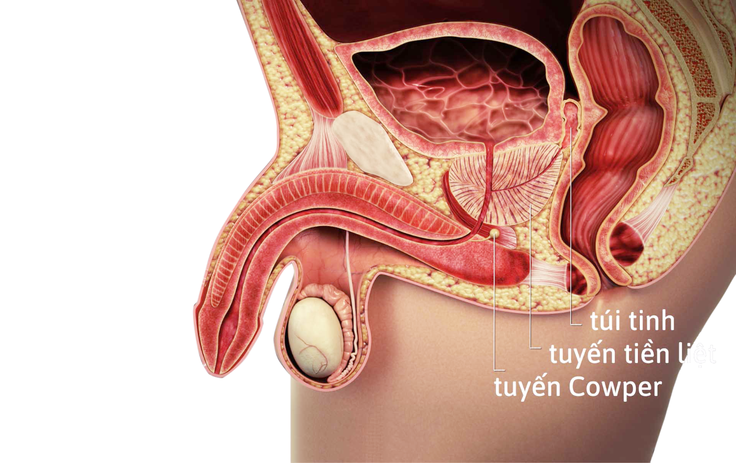 cấu tạo tuyến tiền liệt