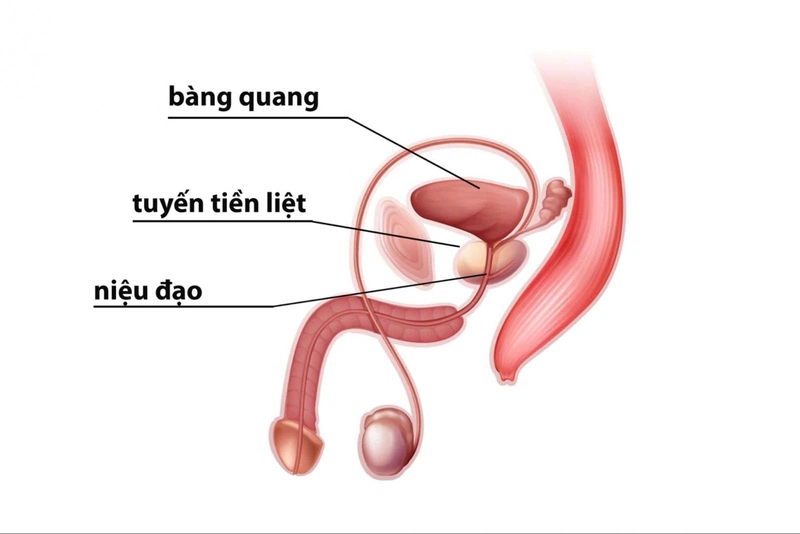 mạch thần kinh tuyến tiền liệt