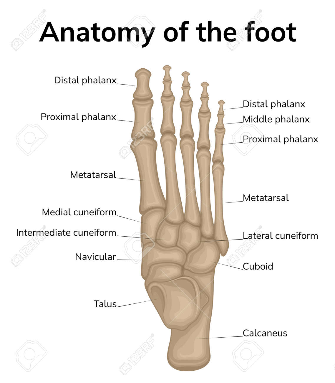 các khớp khác của xương bàn chân