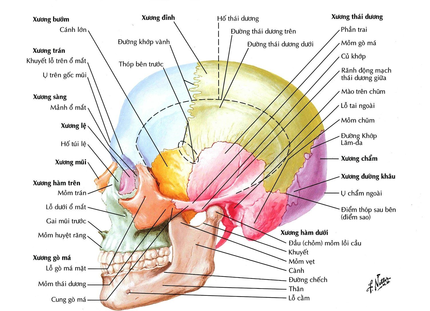 Xương đầu mặt: Cấu trúc, chức năng và các vấn đề liên quan