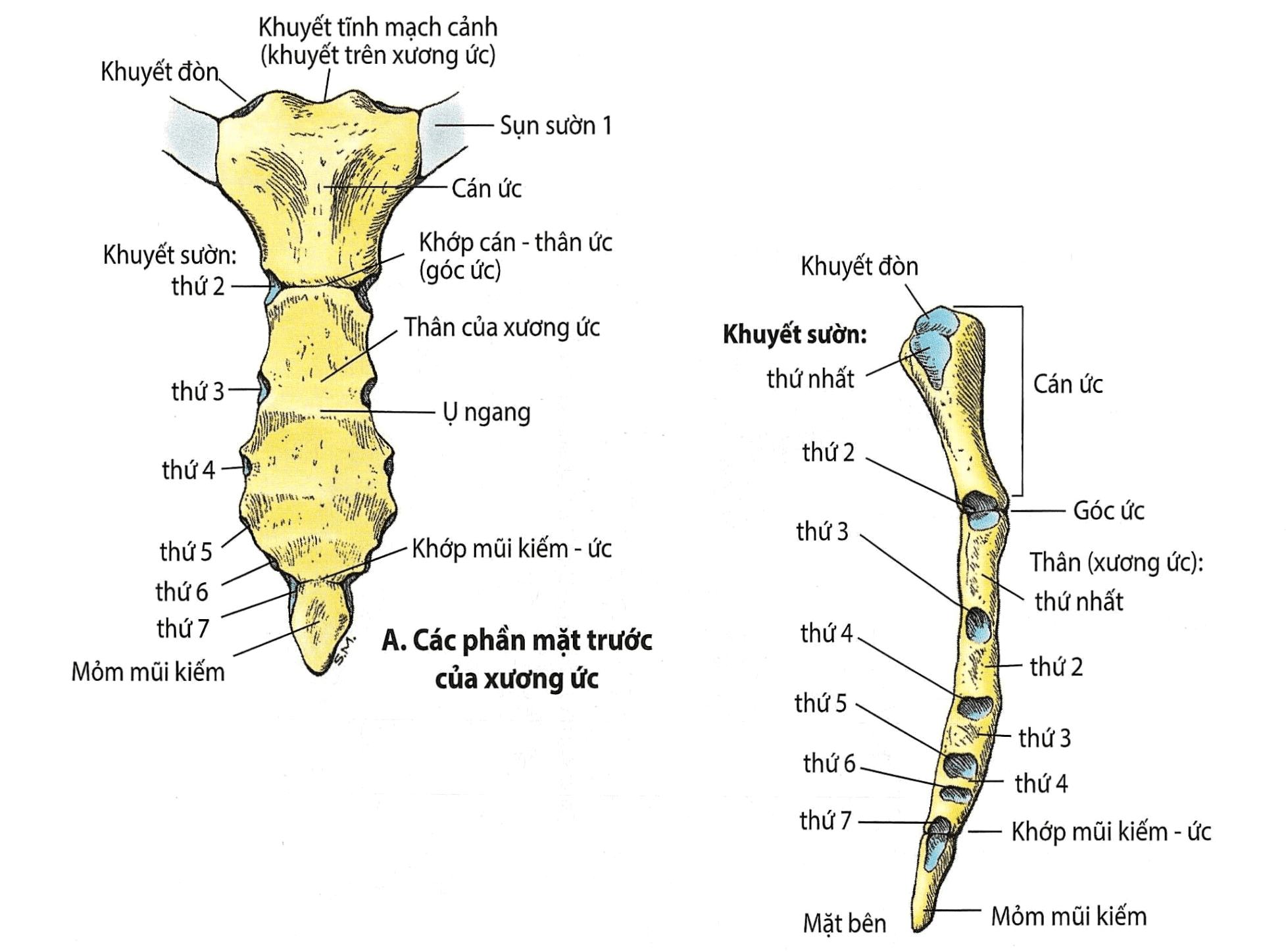 1. Giới thiệu chung về xương ức