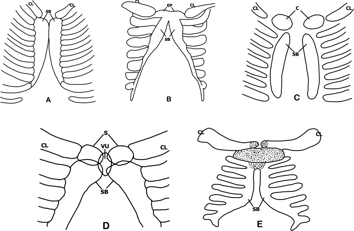 quá trình phát triển xương ức