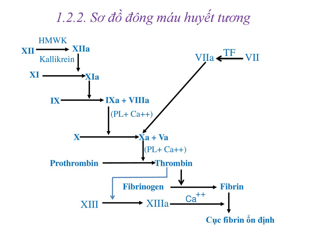 đ&ocirc;ng m&aacute;u huyết tương