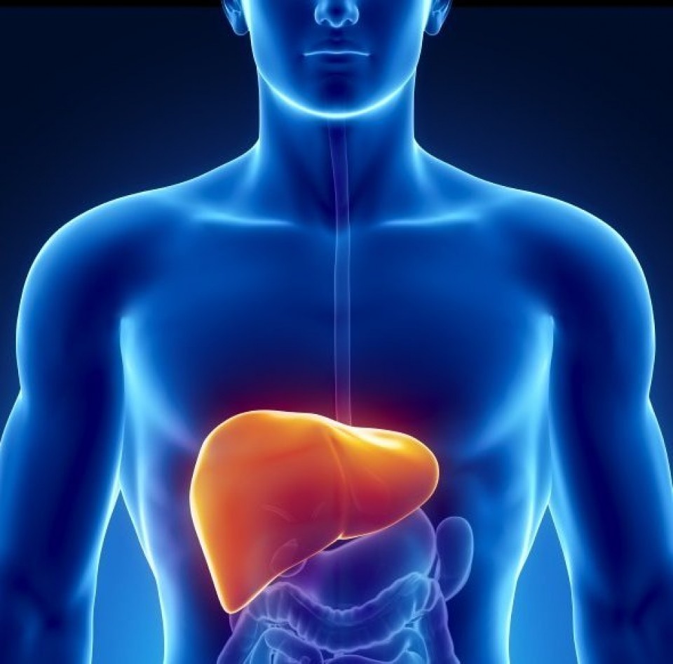 cấu tr&uacute;c sinh l&yacute; của gan