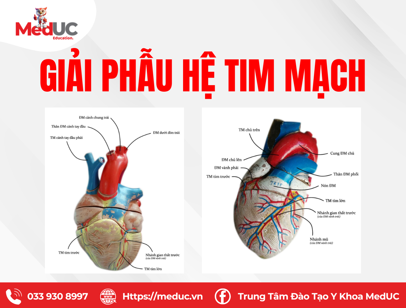 Thực h&agrave;nh giải phẫu tim