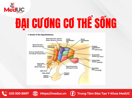 [SLĐC] Đại Cương Cơ Thể Sống