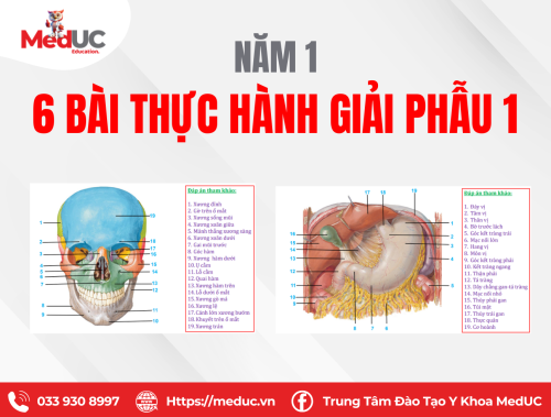 [Năm 1 - Giải Phẫu] Bài Thực Hành Có Đáp Án Chi Tiết