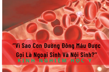 Vì Sao Con Đường Đông Máu Được Gọi Là Ngoại Sinh Và Nội Sinh?