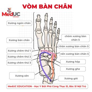 Giải Phẫu Các Vòm Của Bàn Chân Đánh Dấu Bước Tiến Hóa Vĩ Đại Của Con Người