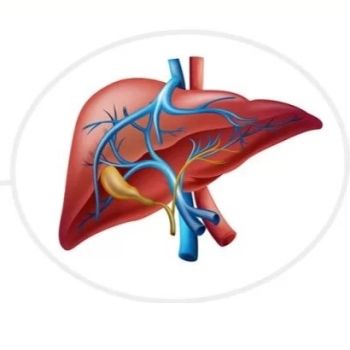 Giải Phẫu Hệ Tĩnh Mạch Cửa: Khám Phá Cấu Trúc Quan Trọng Của Cơ Thể