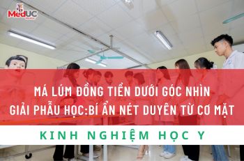 MÁ LÚM ĐỒNG TIỀN DƯỚI GÓC NHÌN GIẢI PHẪU HỌC: BÍ ẨN NÉT DUYÊN TỪ CƠ MẶT